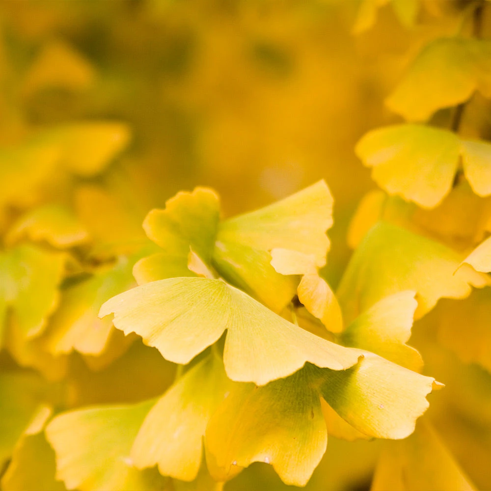 Goldspire Ginkgo Tree 5 Goldspire Ginkgo Tree - Image 3
