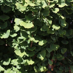 Goldspire Ginkgo Tree 11 Goldspire Ginkgo Tree -Brighter Blooms Sales GOldspire Ginkgo Tree 8