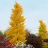 Goldspire Ginkgo Tree -Brighter Blooms Sales GOldspire Ginkgo Tree BB 600x600 87b7e592 53e5 4ffa 9c1d 4998d41ec5a7