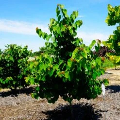 Garden Gems® Emerald Redbud Tree 9 Garden Gems® Emerald Redbud Tree -Brighter Blooms Sales Garden Gems Emerald 3