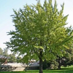 Ginkgo Tree -Brighter Blooms Sales Ginkgo Biloba 2 BB