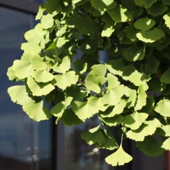 Ginkgo Tree -Brighter Blooms Sales Ginkgo Biloba 5