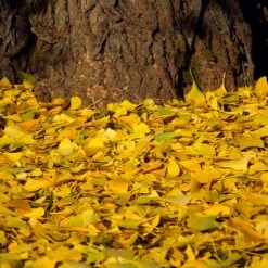 Ginkgo Tree -Brighter Blooms Sales Ginkgo Biloba 7 BB