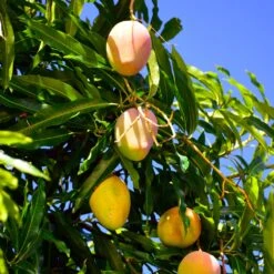 Mango Kit 12 Mango Kit -Brighter Blooms Sales Glenn Mango 6