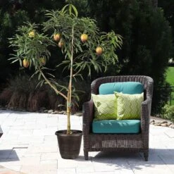 Glenn Mango Tree 14 Glenn Mango Tree -Brighter Blooms Sales Glenn Mango 8 BB