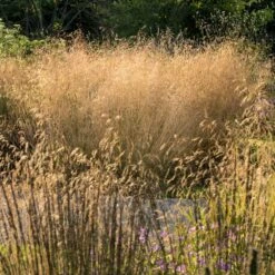 Golden Dew Tufted Hair Grass -Brighter Blooms Sales Golden Dew Tufted Hair Grass 3
