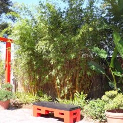 Golden Bamboo Plant 10 Golden Bamboo Plant -Brighter Blooms Sales Golden Bamboo 8 BB