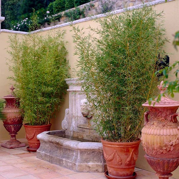 Golden Bamboo Plant 3 Golden Bamboo Plant