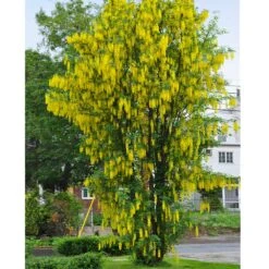 Columnar Goldenchain Tree -Brighter Blooms Sales Golden Chaintree Fastigiata 1