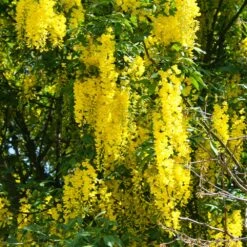Columnar Goldenchain Tree -Brighter Blooms Sales Golden Chaintree Fastigiata 2