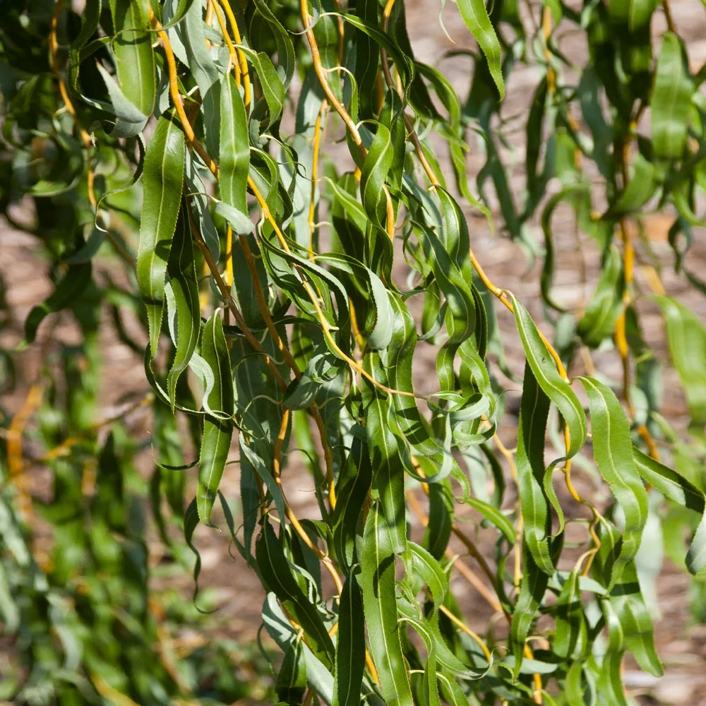 'Golden Curls' Corkscrew Willow Tree 6 'Golden Curls' Corkscrew Willow Tree - Image 4