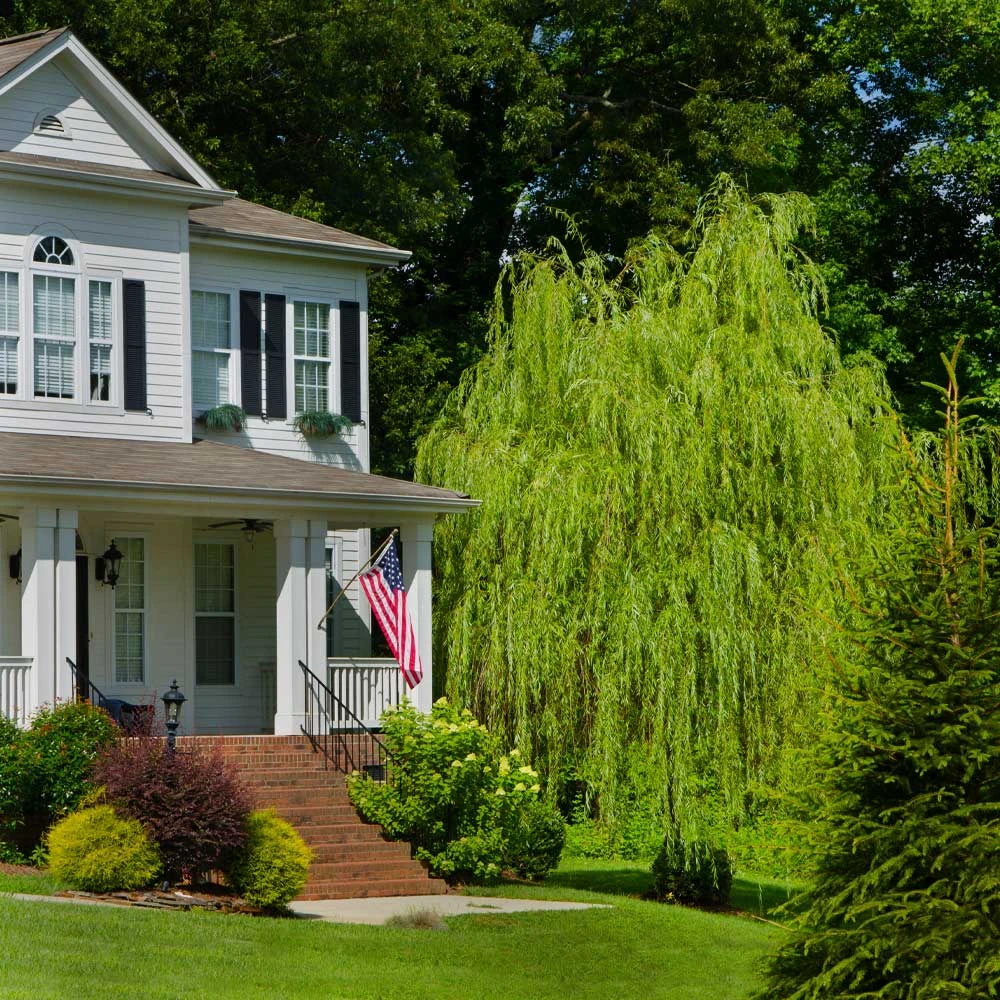 'Golden Curls' Corkscrew Willow Tree 5 'Golden Curls' Corkscrew Willow Tree - Image 3