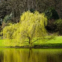 'Golden Curls' Corkscrew Willow Tree 11 'Golden Curls' Corkscrew Willow Tree -Brighter Blooms Sales Golden Curls Willow 5