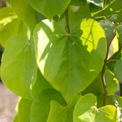 Golden Falls® Redbud Tree -Brighter Blooms Sales Golden Falls Redbud 2