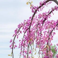 Golden Falls® Redbud Tree -Brighter Blooms Sales Golden Falls Redbud 3