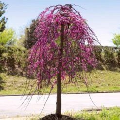 Golden Falls® Redbud Tree -Brighter Blooms Sales Golden Falls Redbud 4