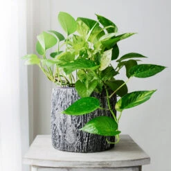 Golden Pothos Plant -Brighter Blooms Sales Golden Pothos 1 BB