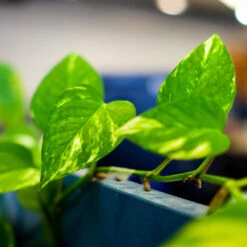 Golden Pothos Plant -Brighter Blooms Sales Golden Pothos 2 BB