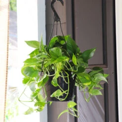 Golden Pothos Plant -Brighter Blooms Sales Golden Pothos 7