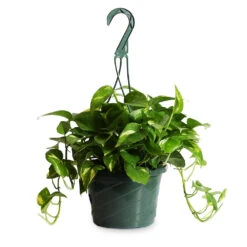 Golden Pothos Plant -Brighter Blooms Sales Golden Pothos HB 1