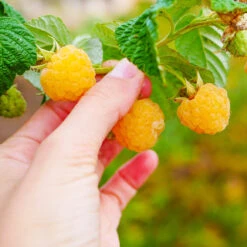 Golden Raspberry Plant 9 Golden Raspberry Plant -Brighter Blooms Sales Golden Raspberry 1 BB