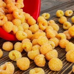 Golden Raspberry Plant 8 Golden Raspberry Plant -Brighter Blooms Sales Golden Raspberry 6 BB