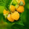 Golden Raspberry Plant -Brighter Blooms Sales Golden Raspberry BB 600x600 ffe5f1de 001d 4f21 be37 4f499e9376fa