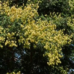 Golden Raintree -Brighter Blooms Sales Gollden Raintree 7