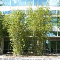 Graceful Bamboo -Brighter Blooms Sales Graceful Bamboo 2