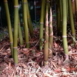 Graceful Bamboo -Brighter Blooms Sales Graceful Bamboo 4 BB