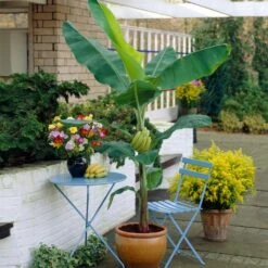 Grand Naine Banana Tree 12 Grand Naine Banana Tree -Brighter Blooms Sales Grand Naine Nain Banana 4