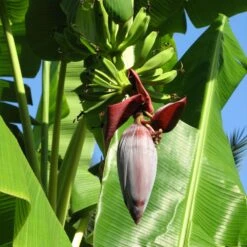 Grand Naine Banana Tree 13 Grand Naine Banana Tree -Brighter Blooms Sales Grand Naine Nain Banana 6