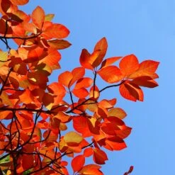 Green Gable Tupelo (Black Gum Tree) -Brighter Blooms Sales Green Gable Gum 8
