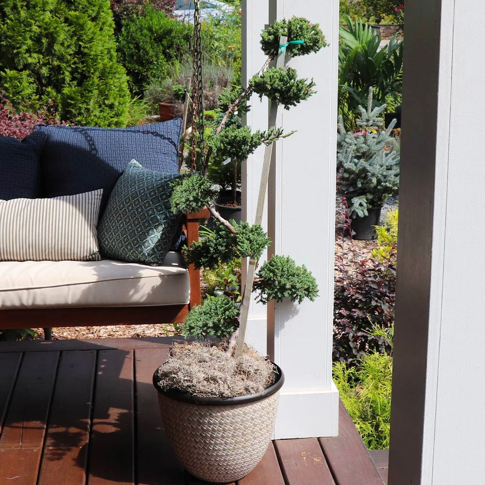 Green Mound Juniper Topiary 4 Green Mound Juniper Topiary - Image 2