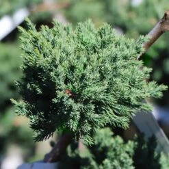 Green Mound Juniper Topiary 7 Green Mound Juniper Topiary -Brighter Blooms Sales Green Mound JUniper 3 BB