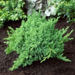 Green Mound Juniper Shrub -Brighter Blooms Sales Green Mound Juniper 4 BB
