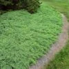 Green Mound Juniper Shrub -Brighter Blooms Sales Green Mound Juniper BB 600x600 ccea6faf eb41 47ac 9842 cb9bbec70d25