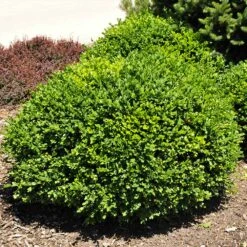 Green Velvet Boxwood Shrub 10 Green Velvet Boxwood Shrub -Brighter Blooms Sales Green Velvet Boxwood 3 BB