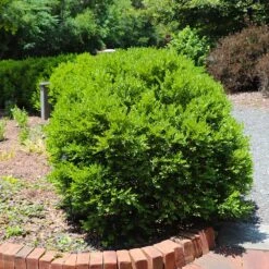 Green Velvet Boxwood Shrub 11 Green Velvet Boxwood Shrub -Brighter Blooms Sales Green Velvet Boxwood 6 BB