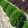 Green Velvet Boxwood Shrub -Brighter Blooms Sales Green Velvet Boxwood BB 600x600 4607762e 7532 4db6 8258 4d60ed672832
