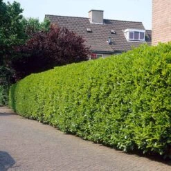 Greenfinity Cherry Laurel -Brighter Blooms Sales Greenfinity Laurel 3 FGT