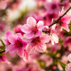 Harvester Peach Tree 9 Harvester Peach Tree -Brighter Blooms Sales Harvest Peach Tree 4