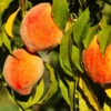 Harvester Peach Tree -Brighter Blooms Sales Harvest Peach Tree BB 600x600 02b72e9d 3c36 46af 9f33 a7928fe21384
