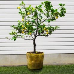 Harvey Lemon Tree 8 Harvey Lemon Tree -Brighter Blooms Sales Harvey Lemon 1