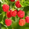 Heritage Raspberry Bush -Brighter Blooms Sales Heritage Raspberry BB 600x600 bec90a1b 922b 4452 9ebb ee27a13a84e4