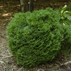 Hetz Midget Arborvitae Shrub -Brighter Blooms Sales Hetz Midget Thuja 1