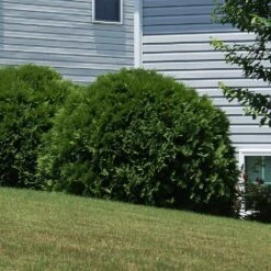 New Products -Brighter Blooms Sales Hetz Midget Thuja 4 BB