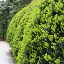 Hicks Yew Tree -Brighter Blooms Sales Hicks Yew7 BB