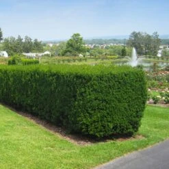 Hicks Yew Tree -Brighter Blooms Sales Hicks Yew 1 BB