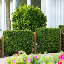 Hicks Yew Tree -Brighter Blooms Sales Hicks Yew 3 BB